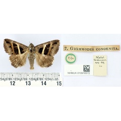 /filer/webapps/moths/media/images/C/congenita_Grammodes_HT_BMNH.jpg