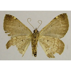 /filer/webapps/moths/media/images/N/nesaea_Ecpetala_AF_ZSMb.jpg