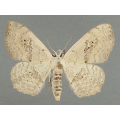 /filer/webapps/moths/media/images/P/prouti_Somatina_AF_TMSA.jpg