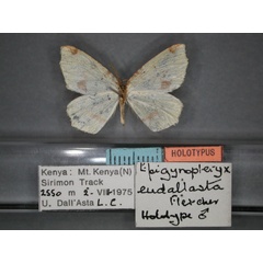 /filer/webapps/moths/media/images/E/eudallasta_Epigynopteryx_HT_RMCA_02.jpg