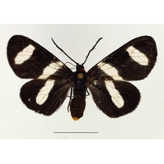 /filer/webapps/moths/media/images/T/trifasciata_Pitthea_AF_TMSA.jpg