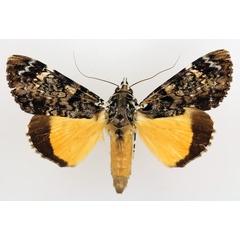 /filer/webapps/moths/media/images/P/pseudomarmoratus_Ulotrichopus_AM_TMSA_02.jpg