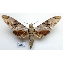 /filer/webapps/moths/media/images/N/natalensis_Macropoliana_AM_Turlin.jpg
