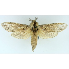 /filer/webapps/moths/media/images/C/capensis_Strigocossus_AM_TMSA_02.jpg