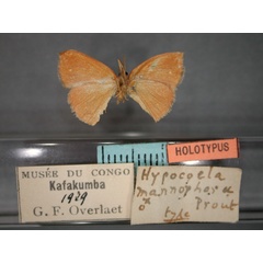 /filer/webapps/moths/media/images/M/mannophora_Hypocoela_HT_RMCA_02.jpg