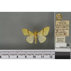 /filer/webapps/moths/media/images/C/canariensis_Euproctis_NAT_BMNHa.jpg