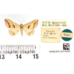 /filer/webapps/moths/media/images/A/arcuata_Corgatha_HT_BMNH.jpg