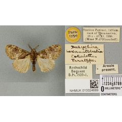 /filer/webapps/moths/media/images/H/hexamitobalia_Dasychira_PTM_BMNH_02a.jpg