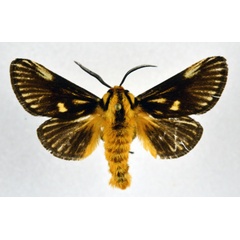 /filer/webapps/moths/media/images/R/radiata_Cosuma_AM_NHMO.jpg