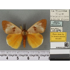 /filer/webapps/moths/media/images/E/epiclithra_Sychnacedes_AM_BMNHa.jpg