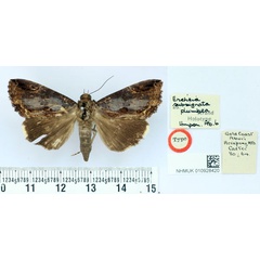 /filer/webapps/moths/media/images/P/plumbea_Ercheia_HT_BMNH.jpg