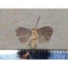 /filer/webapps/moths/media/images/P/prodiga_Prophaecasia_A_Goffb_01.jpg