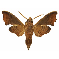 /filer/webapps/moths/media/images/P/palpalis_Temnora_AM_Basquinb.jpg
