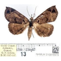 /filer/webapps/moths/media/images/T/triangularis_Caryonopera_AF_BMNH.jpg