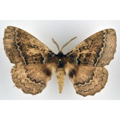 /filer/webapps/moths/media/images/E/edulis_Striphnopteryx_AM_NHMO_02.jpg