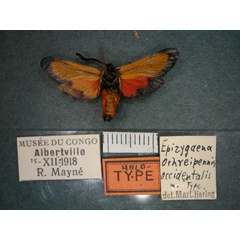 /filer/webapps/moths/media/images/O/occidentalis_Epiorna_HT_RMCA_02.jpg