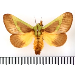/filer/webapps/moths/media/images/C/capillatus_Stroter_AF_BMNH.jpg