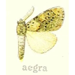/filer/webapps/moths/media/images/A/aegra_Laelia_HT_Hering_21f.jpg
