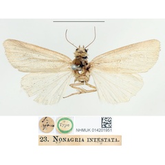 /filer/webapps/moths/media/images/I/intestata_Nonagria_HT_BMNH.jpg