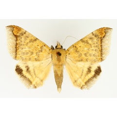 /filer/webapps/moths/media/images/A/albitermia_Achaea_AM_TMSA_01.jpg