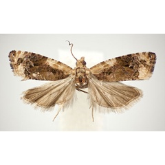 /filer/webapps/moths/media/images/B/botswanae_Paraeccopsis_HT_NHMO.jpg
