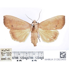 /filer/webapps/moths/media/images/M/multistriata_Exophyla_PTM_BMNH.jpg