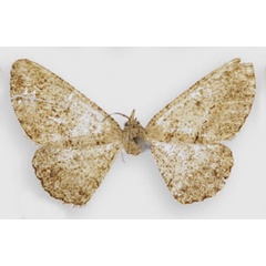 /filer/webapps/moths/media/images/T/tyttha_Nychiodes_PTF_BMNH.jpg