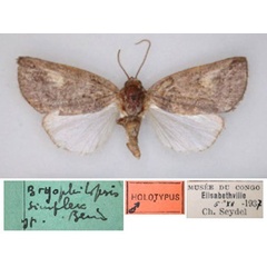 /filer/webapps/moths/media/images/S/simplex_Bryophilopsis_HT_RMCA_01.jpg