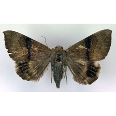 /filer/webapps/moths/media/images/F/faber_Achaea_AF_RMCA.jpg