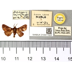 /filer/webapps/moths/media/images/C/conjunctoides_Brachiopsis_PT_BMNH.jpg