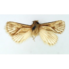/filer/webapps/moths/media/images/A/arcifera_Mountelgonia_AM_TMSA.jpg