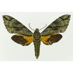 /filer/webapps/moths/media/images/J/jasmini_Panogena_AF_Basquin_02.jpg