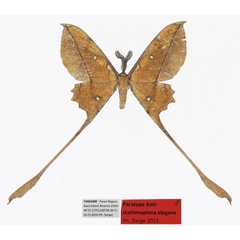 /filer/webapps/moths/media/images/E/elegans_Antistathmoptera_PTM_Basquin.jpg