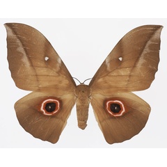 /filer/webapps/moths/media/images/P/phaedusa_Lobobunaea_AM_Basquin_01a.jpg