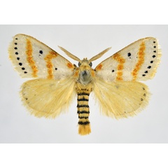/filer/webapps/moths/media/images/G/gracilis_Lacipa_AM_NHMO.jpg
