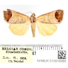 /filer/webapps/moths/media/images/M/metochrea_Bocula_AF_BMNH.jpg