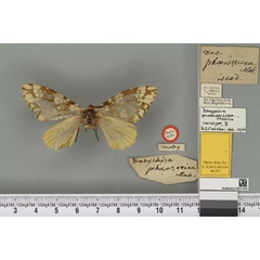 /filer/webapps/moths/media/images/P/phaeosericea_Dasychira_HT_BMNHa.jpg