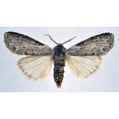 /filer/webapps/moths/media/images/M/malangae_Leptolepida_AM_NHMO.jpg