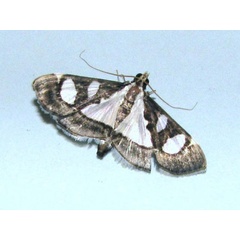 /filer/webapps/moths/media/images/B/bicolor_Glyphodes_A_Goff.jpg