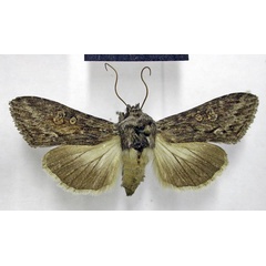 /filer/webapps/moths/media/images/I/inaequalis_Cucullia_AF_TMSA.jpg