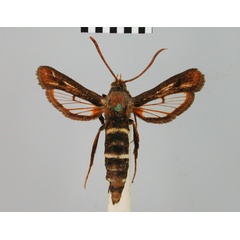 /filer/webapps/moths/media/images/P/pyrophora_Thyranthrene_HT_BMNH.jpg