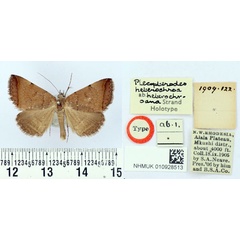 /filer/webapps/moths/media/images/H/heterochroana_Plecopterodes_HT_BMNH.jpg