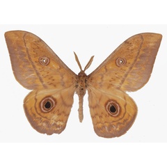 /filer/webapps/moths/media/images/O/oberthueri_Aurivillius_AM_Basquina.jpg