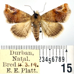 /filer/webapps/moths/media/images/A/apicimacula_Eublemma_AF_BMNH_02.jpg