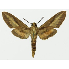 /filer/webapps/moths/media/images/L/livornica_Hyles_AM_Basquin_01b.jpg