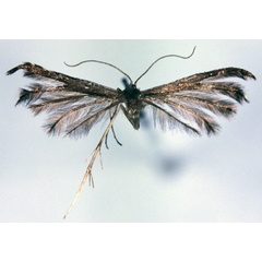 /filer/webapps/moths/media/images/C/catharotes_Pselnophorus_LT_BMNH.jpg
