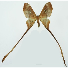 /filer/webapps/moths/media/images/T/trogophylla_Eudaemonia_AF_Basquina.jpg