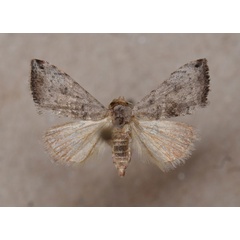 /filer/webapps/moths/media/images/A/apicipunctum_Eublemma_A_Butler.jpg