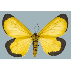 /filer/webapps/moths/media/images/M/moi_Zerenopsis_AF_Staude.jpg