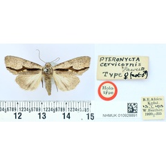 /filer/webapps/moths/media/images/C/cervicornis_Pteronycta_HT_BMNH.jpg